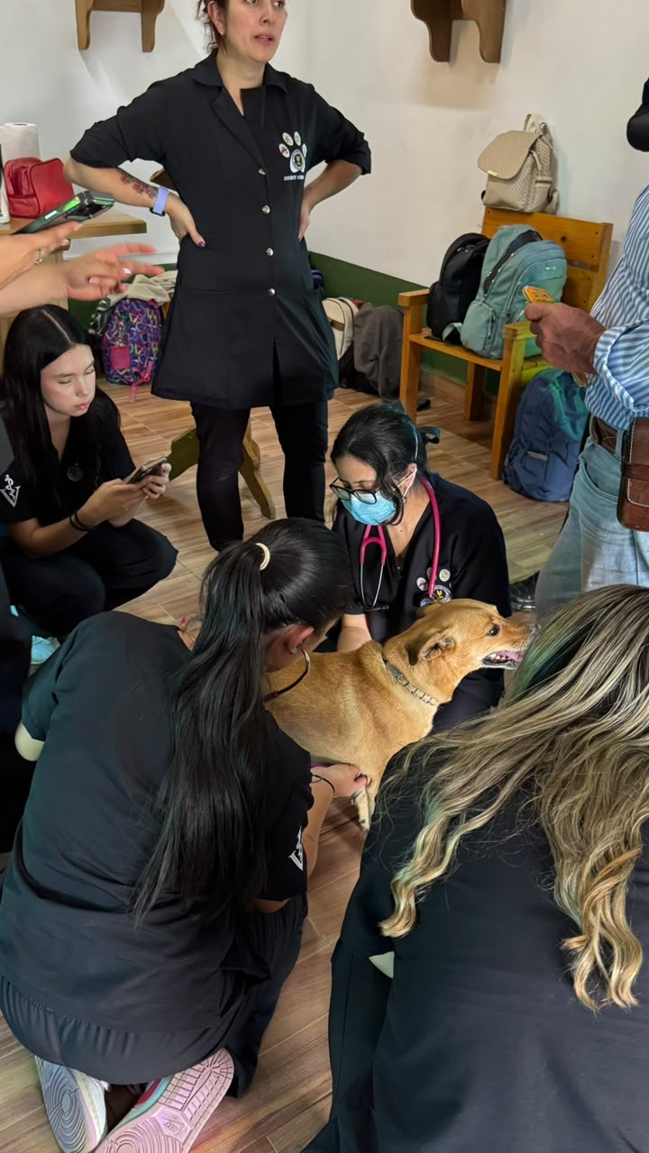 Auxiliar de veterinaria