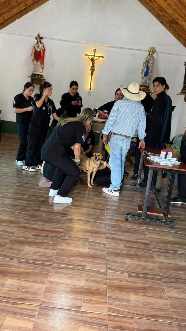 Auxiliar de veterinaria